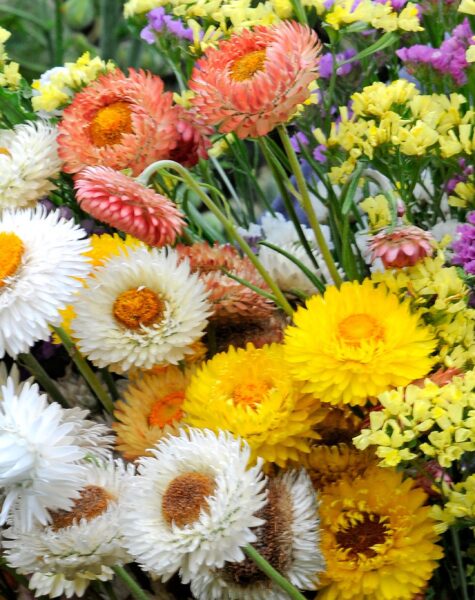 ACCAAVO flowers 03