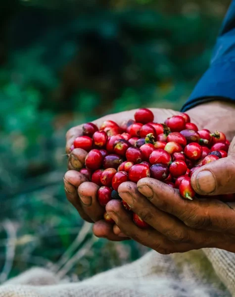 ACCAAVO coffee