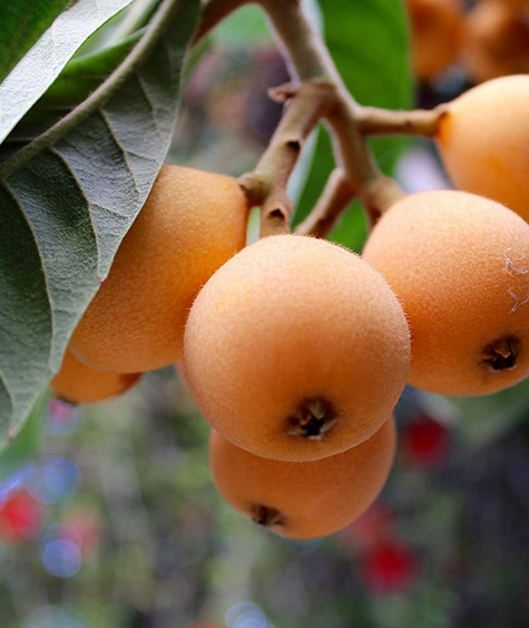 ACCAAVO fruits