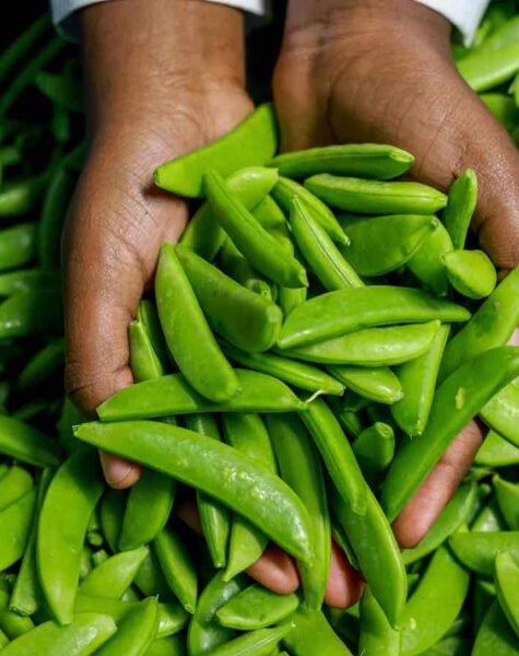 ACCAAVO peas